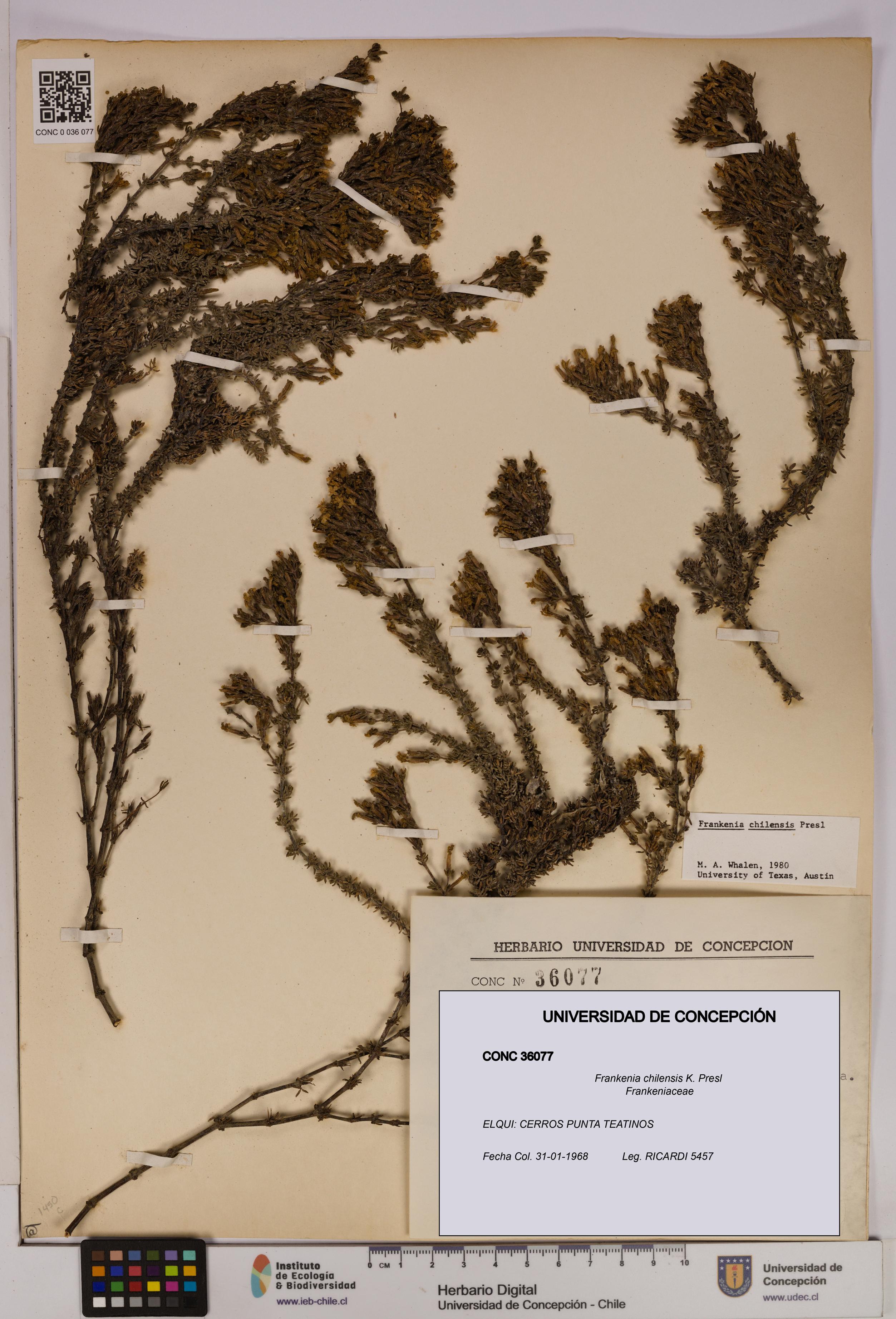 Frankenia chilensis [Espécimen: UDEC:CONC:0036077]