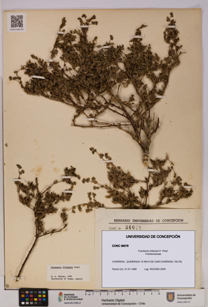 Frankenia chilensis [Espécimen: UDEC:CONC:0036078]