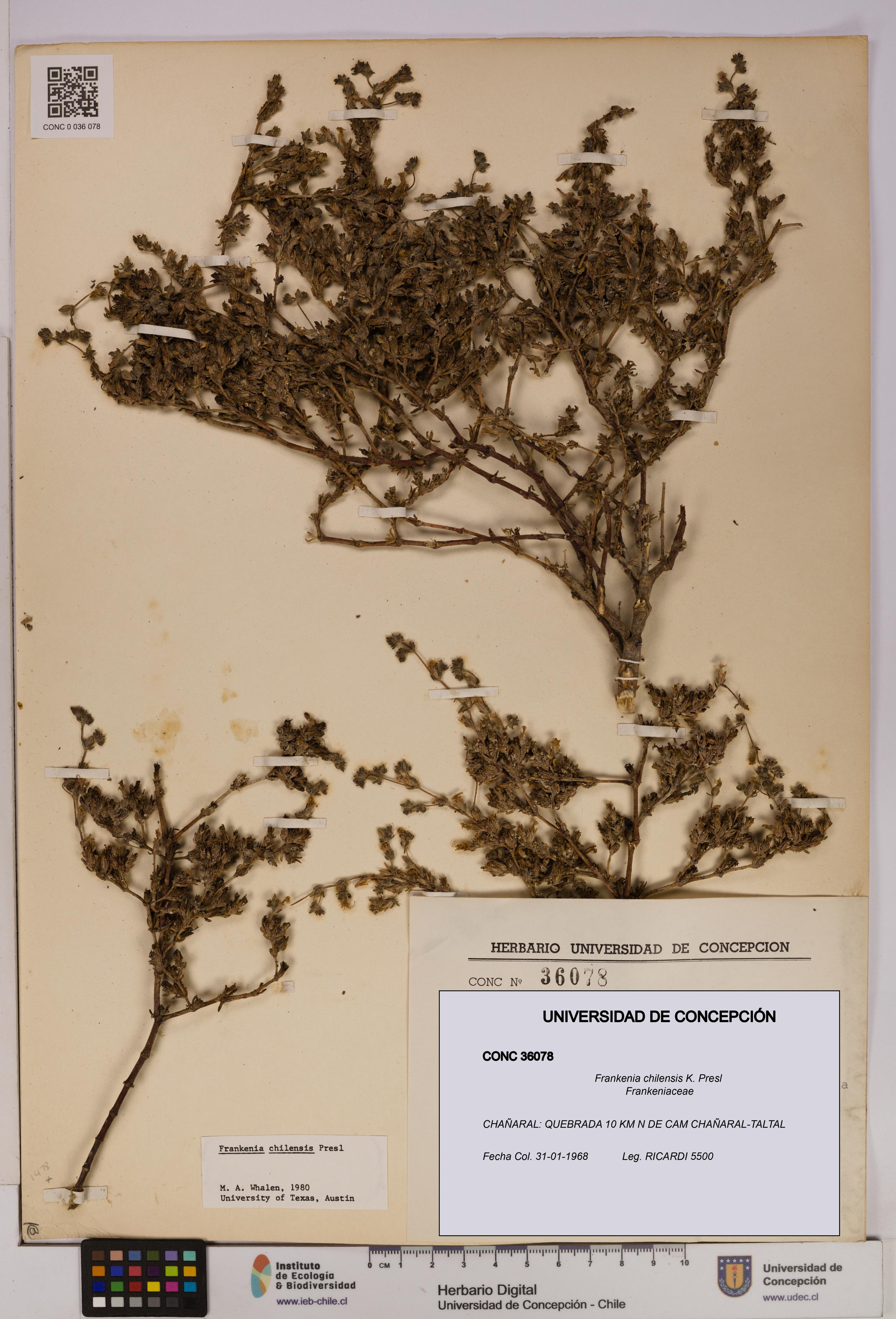 Frankenia chilensis [Espécimen: UDEC:CONC:0036078]