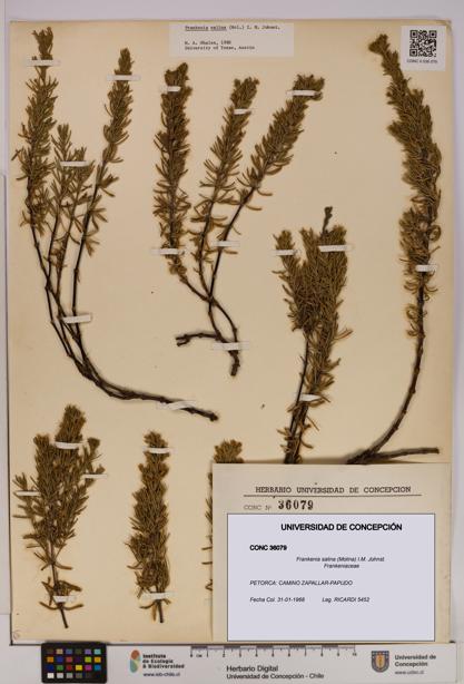 Frankenia salina [Espécimen: UDEC:CONC:0036079]