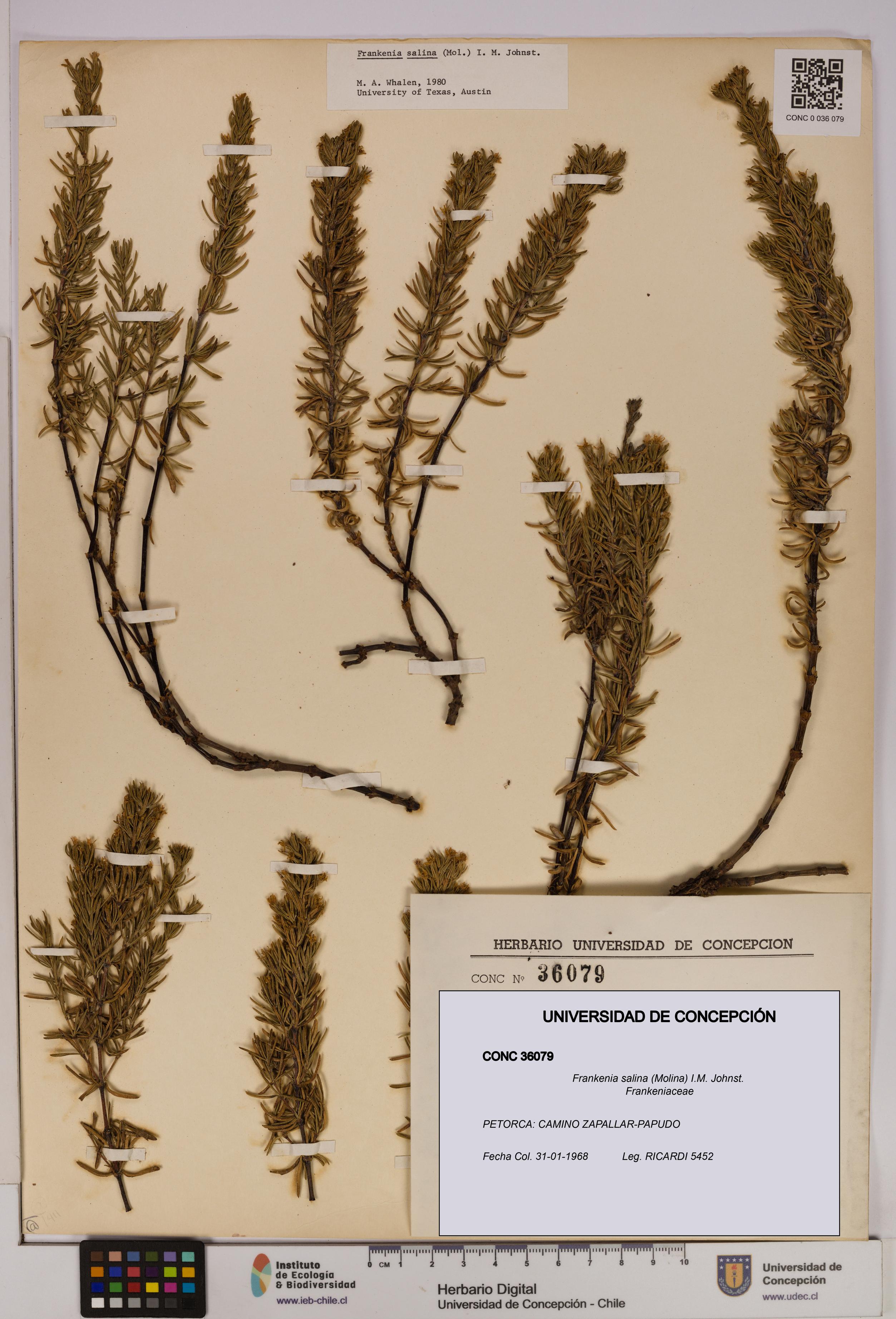 Frankenia salina [Espécimen: UDEC:CONC:0036079]