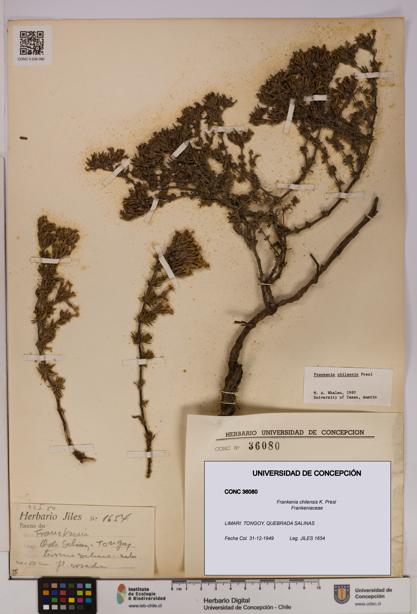 Frankenia chilensis [Espécimen: UDEC:CONC:0036080]