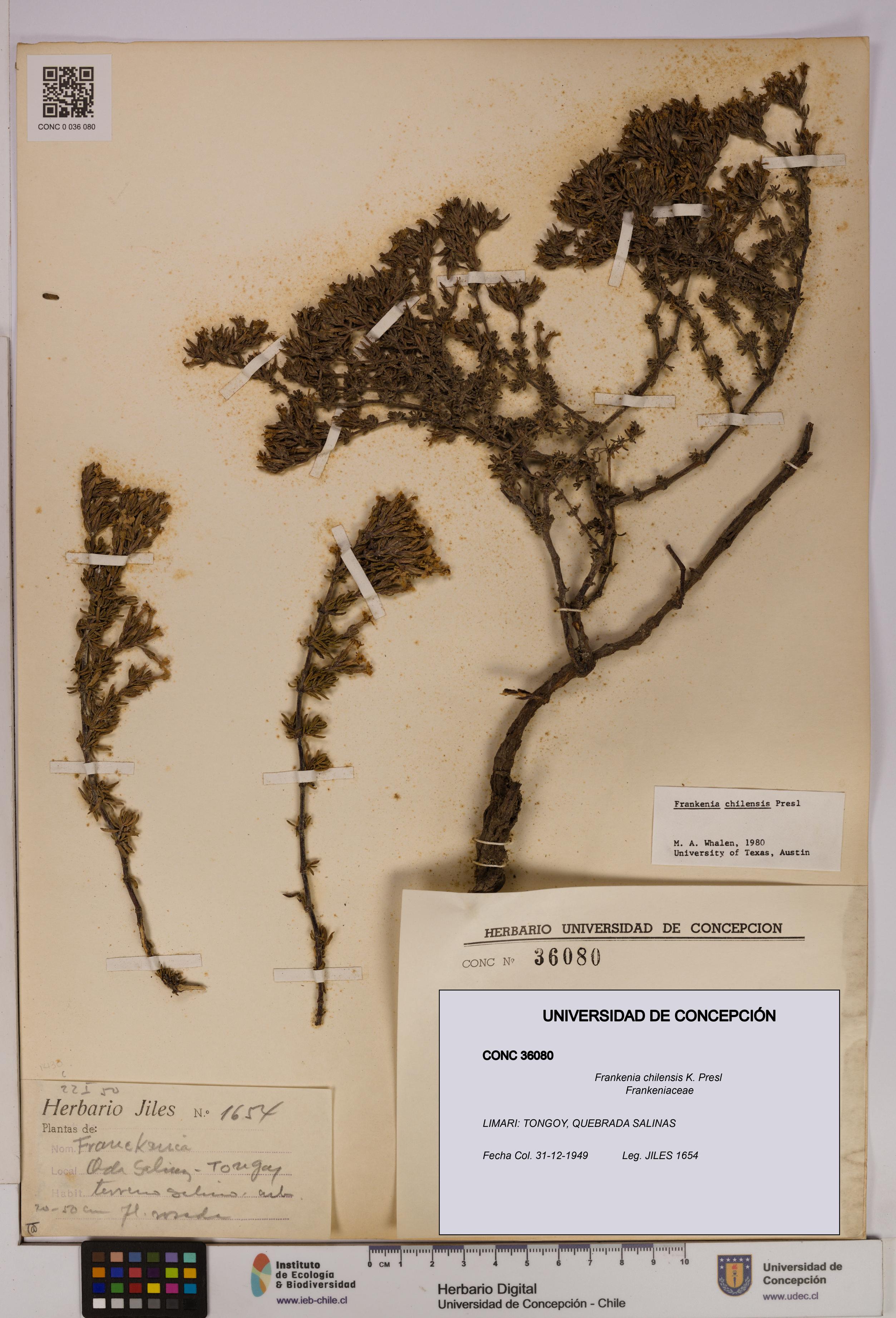 Frankenia chilensis [Espécimen: UDEC:CONC:0036080]