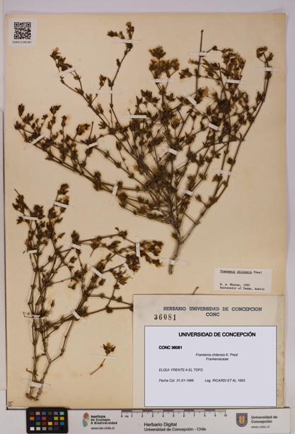 Frankenia chilensis [Espécimen: UDEC:CONC:0036081]