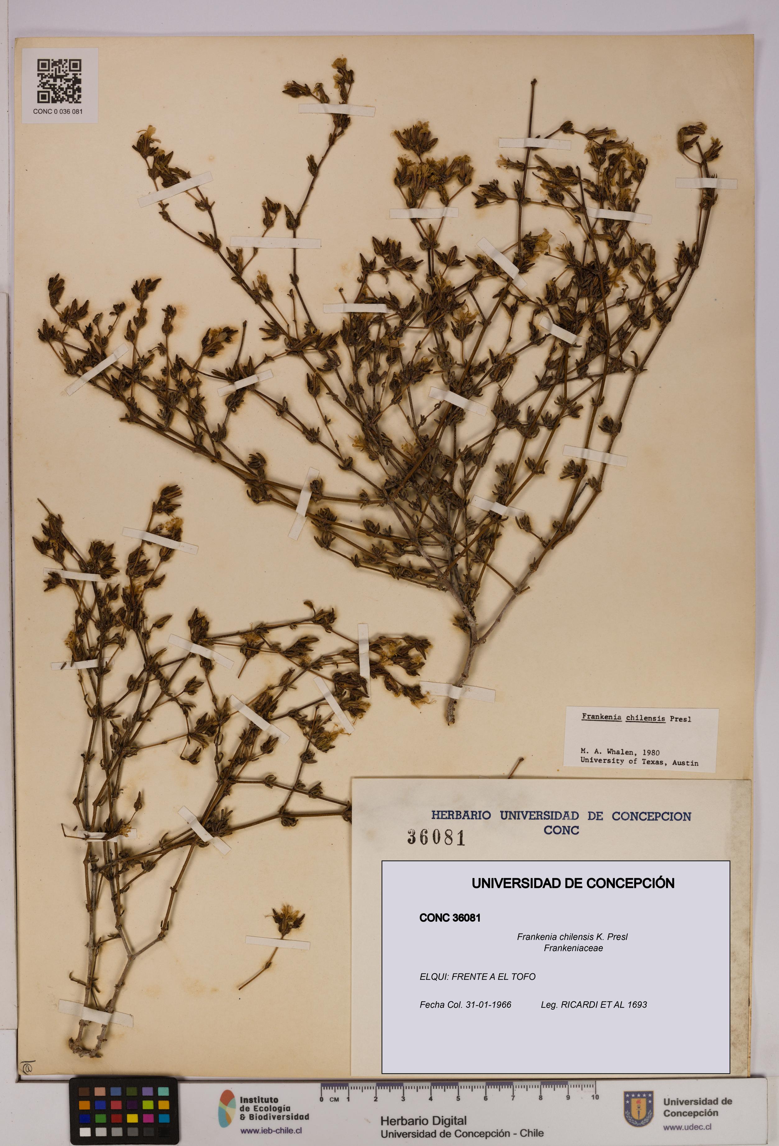 Frankenia chilensis [Espécimen: UDEC:CONC:0036081]