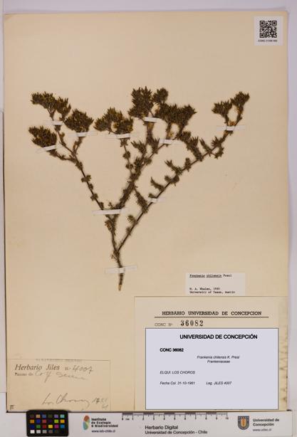 Frankenia chilensis [Espécimen: UDEC:CONC:0036082]