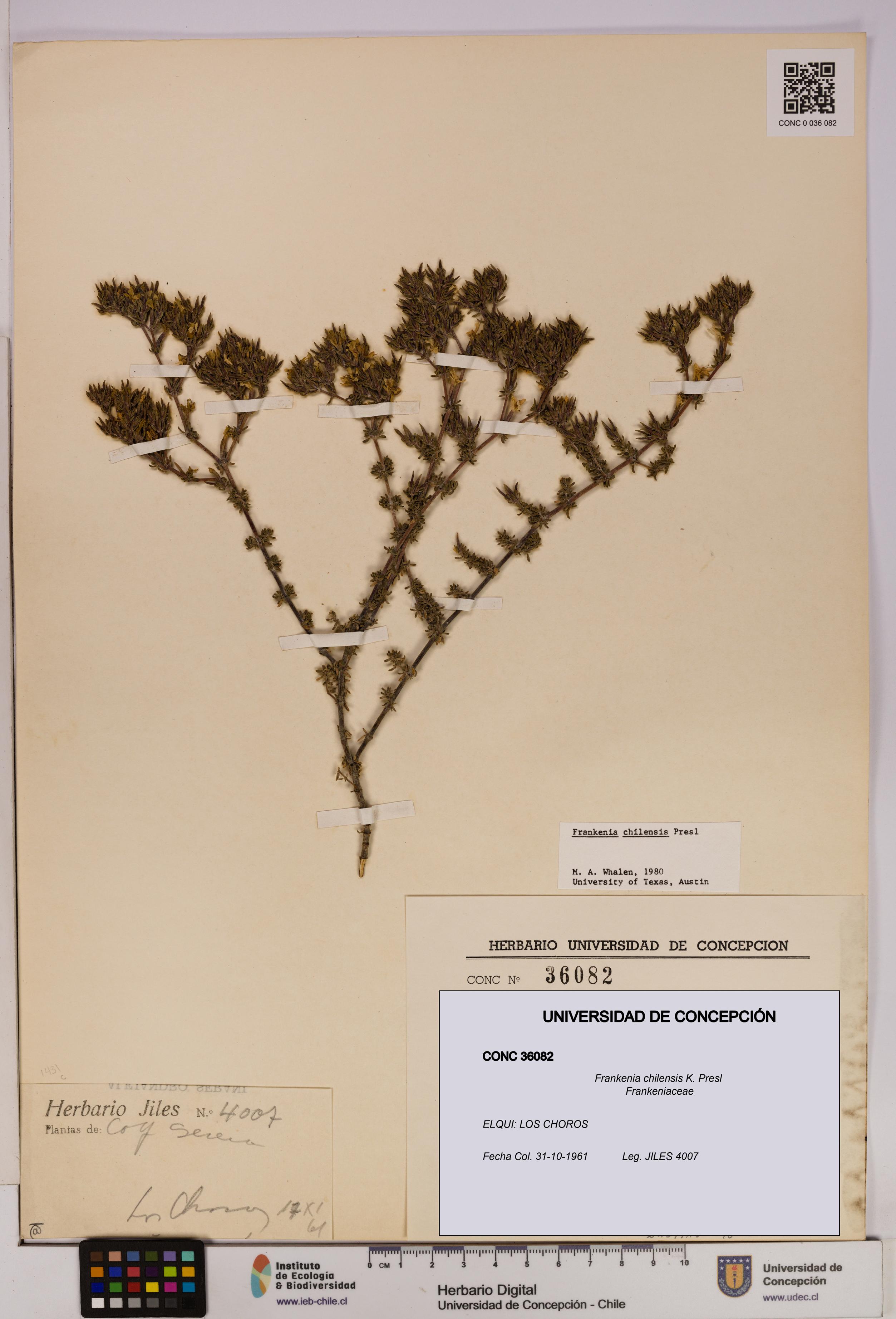 Frankenia chilensis [Espécimen: UDEC:CONC:0036082]
