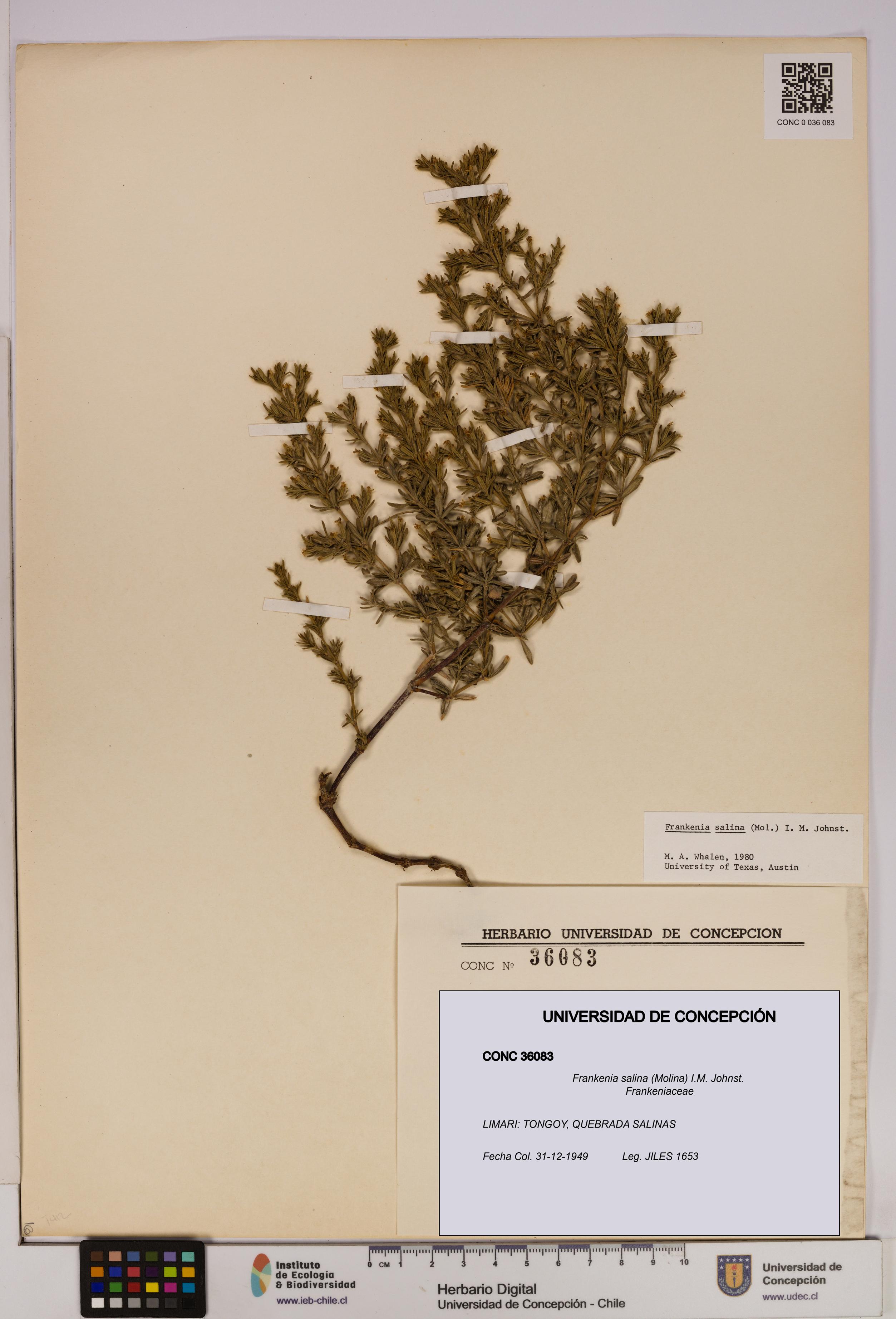 Frankenia salina [Espécimen: UDEC:CONC:0036083]