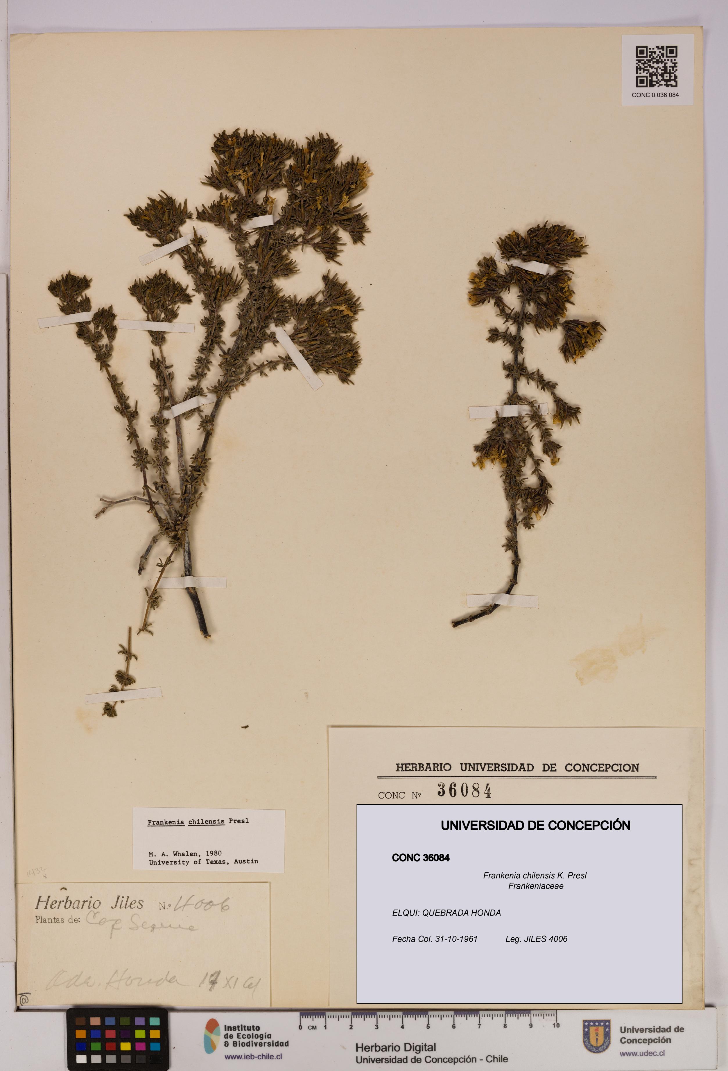 Frankenia chilensis [Espécimen: UDEC:CONC:0036084]