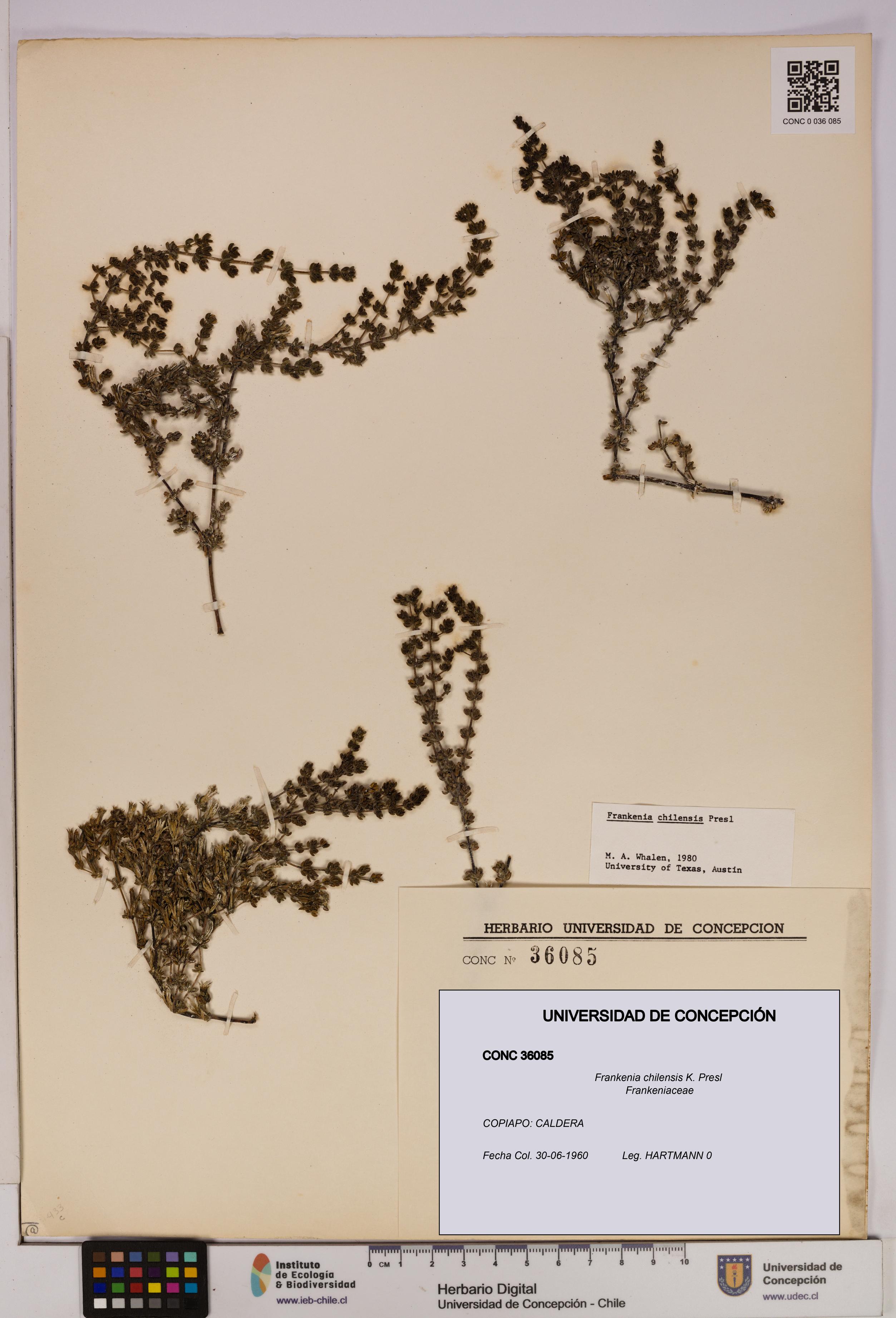Frankenia chilensis [Espécimen: UDEC:CONC:0036085]