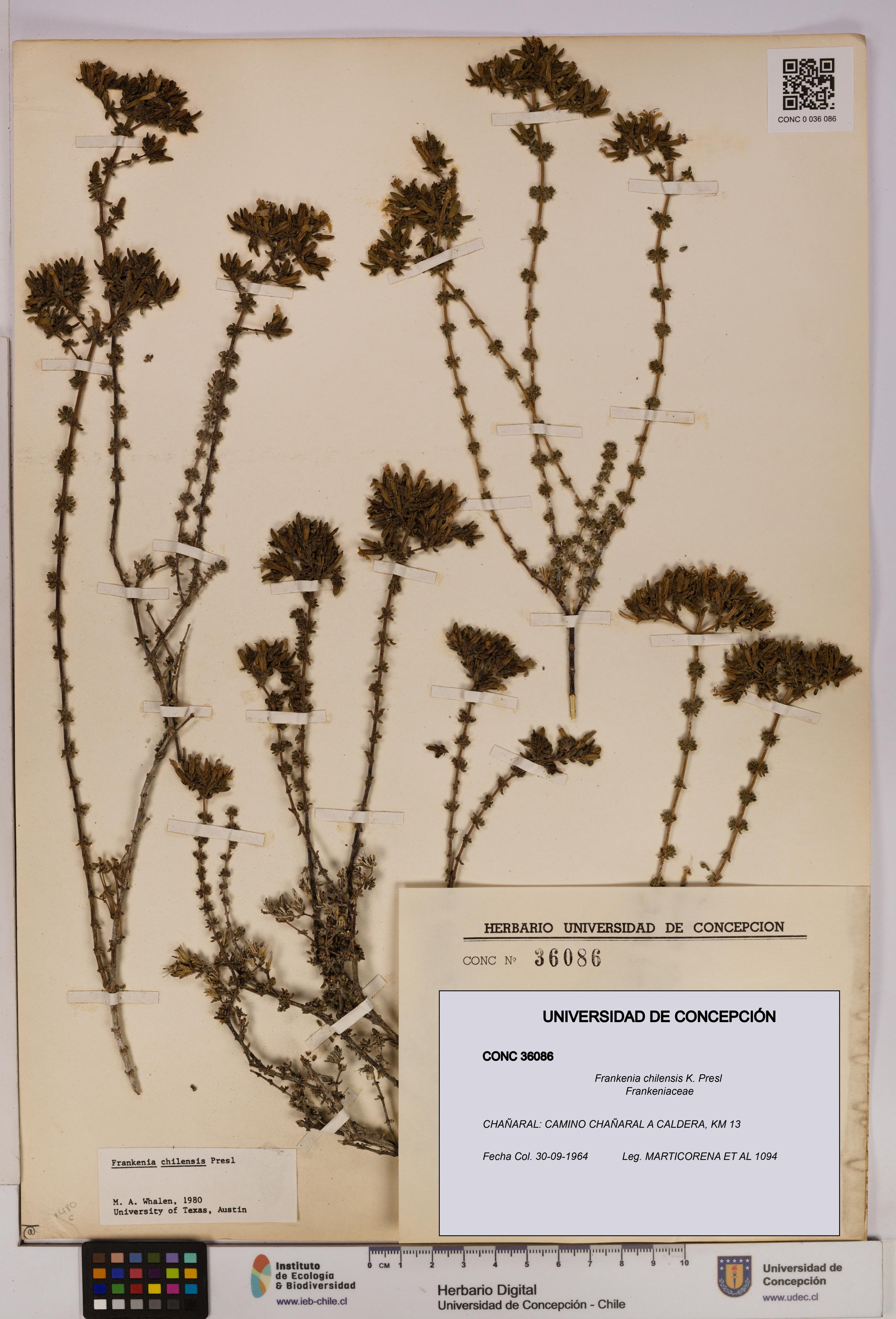 Frankenia chilensis [Espécimen: UDEC:CONC:0036086]