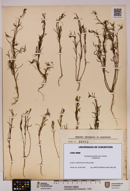 Camissonia dentata [Espécimen: UDEC:CONC:0036089]