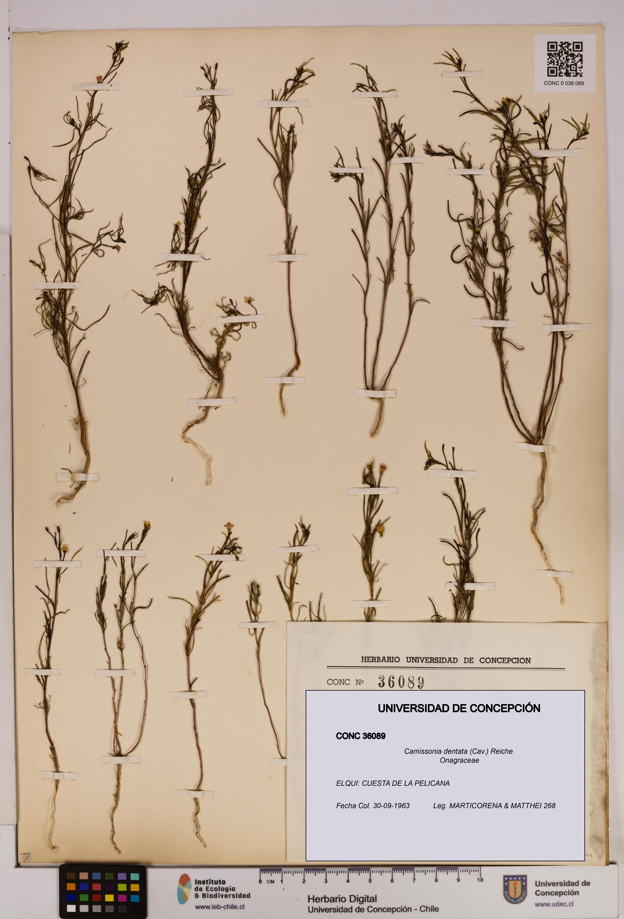 Camissonia dentata [Espécimen: UDEC:CONC:0036089]