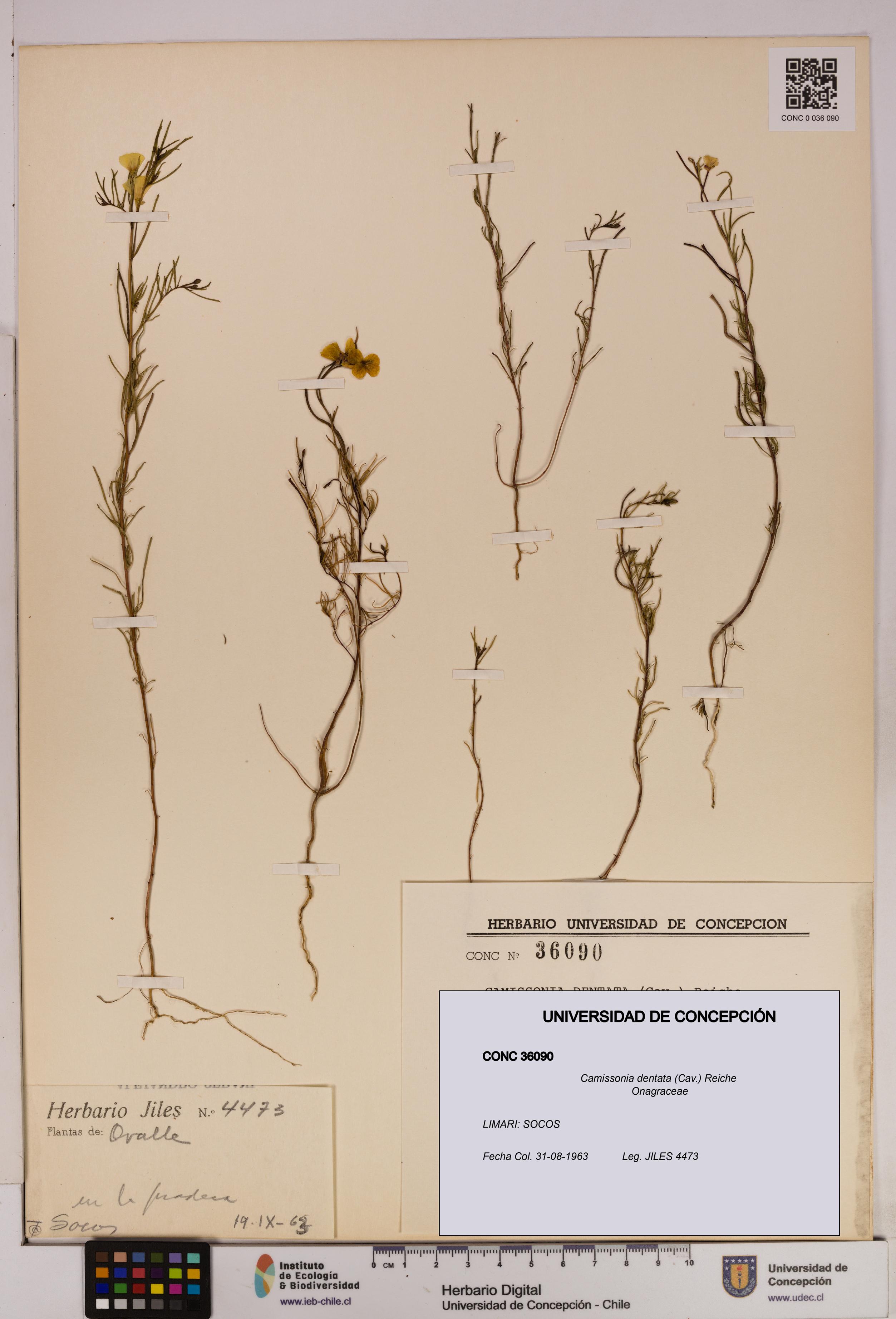 Camissonia dentata [Espécimen: UDEC:CONC:0036090]