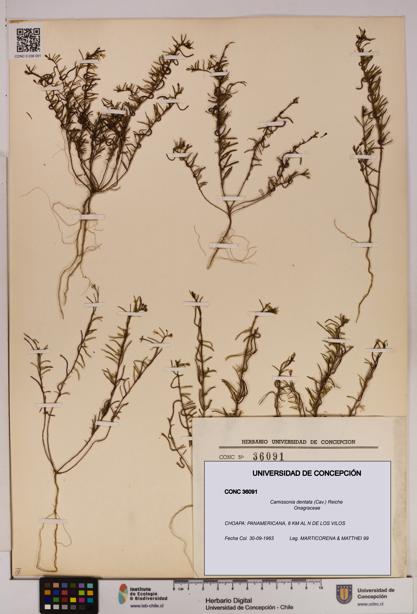 Camissonia dentata [Espécimen: UDEC:CONC:0036091]