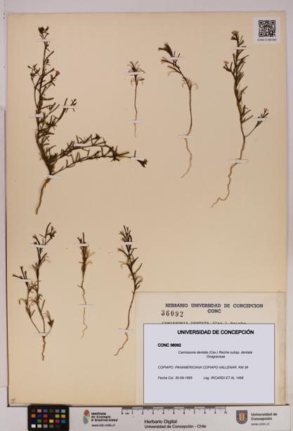 Camissonia dentata [Espécimen: UDEC:CONC:0036092]