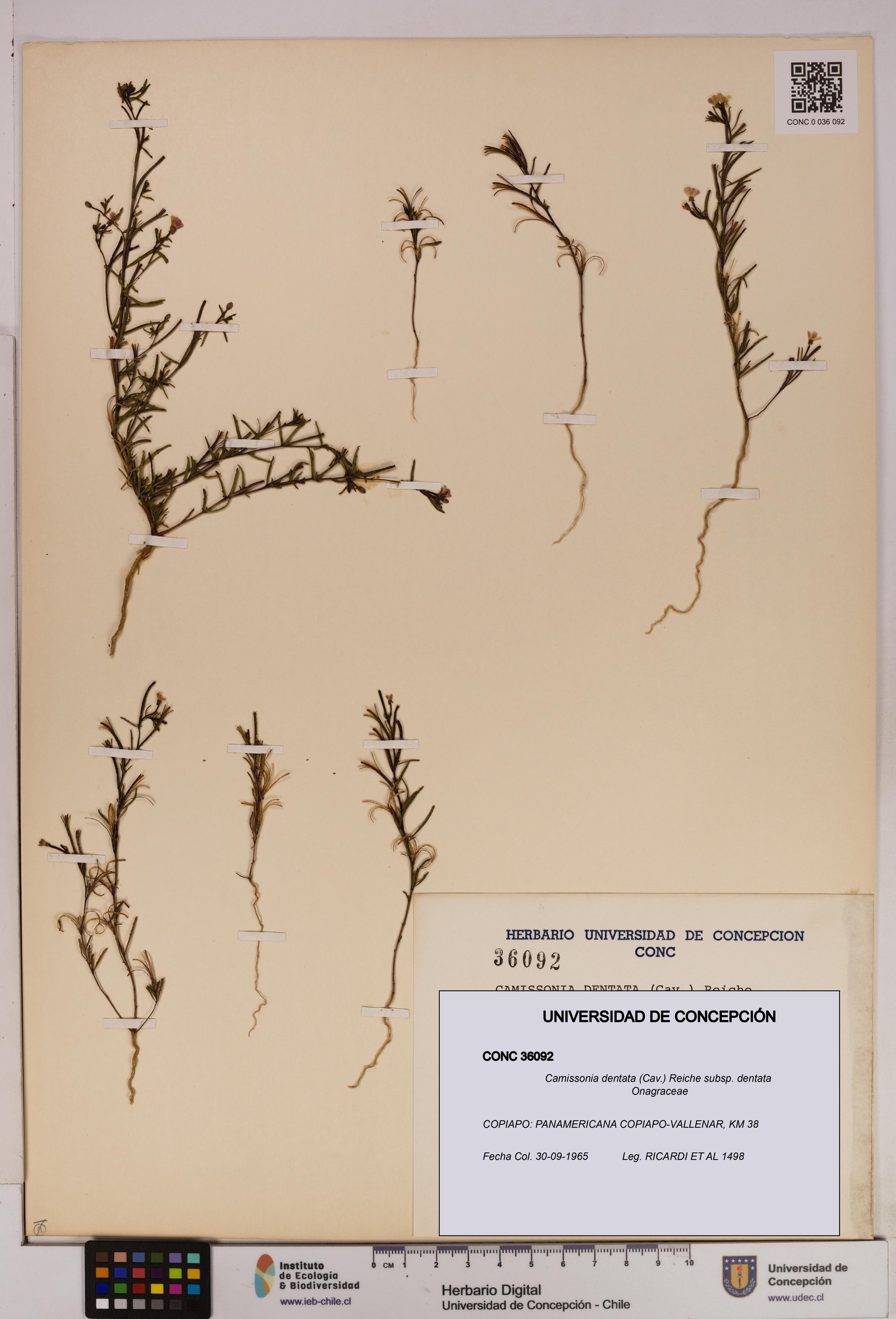 Camissonia dentata [Espécimen: UDEC:CONC:0036092]