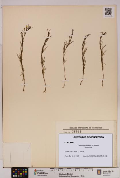 Camissonia dentata [Espécimen: UDEC:CONC:0036093]
