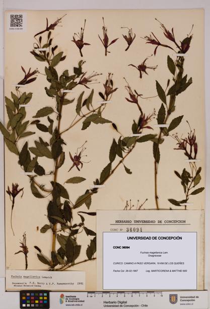 Fuchsia magellanica [Espécimen: UDEC:CONC:0036094]