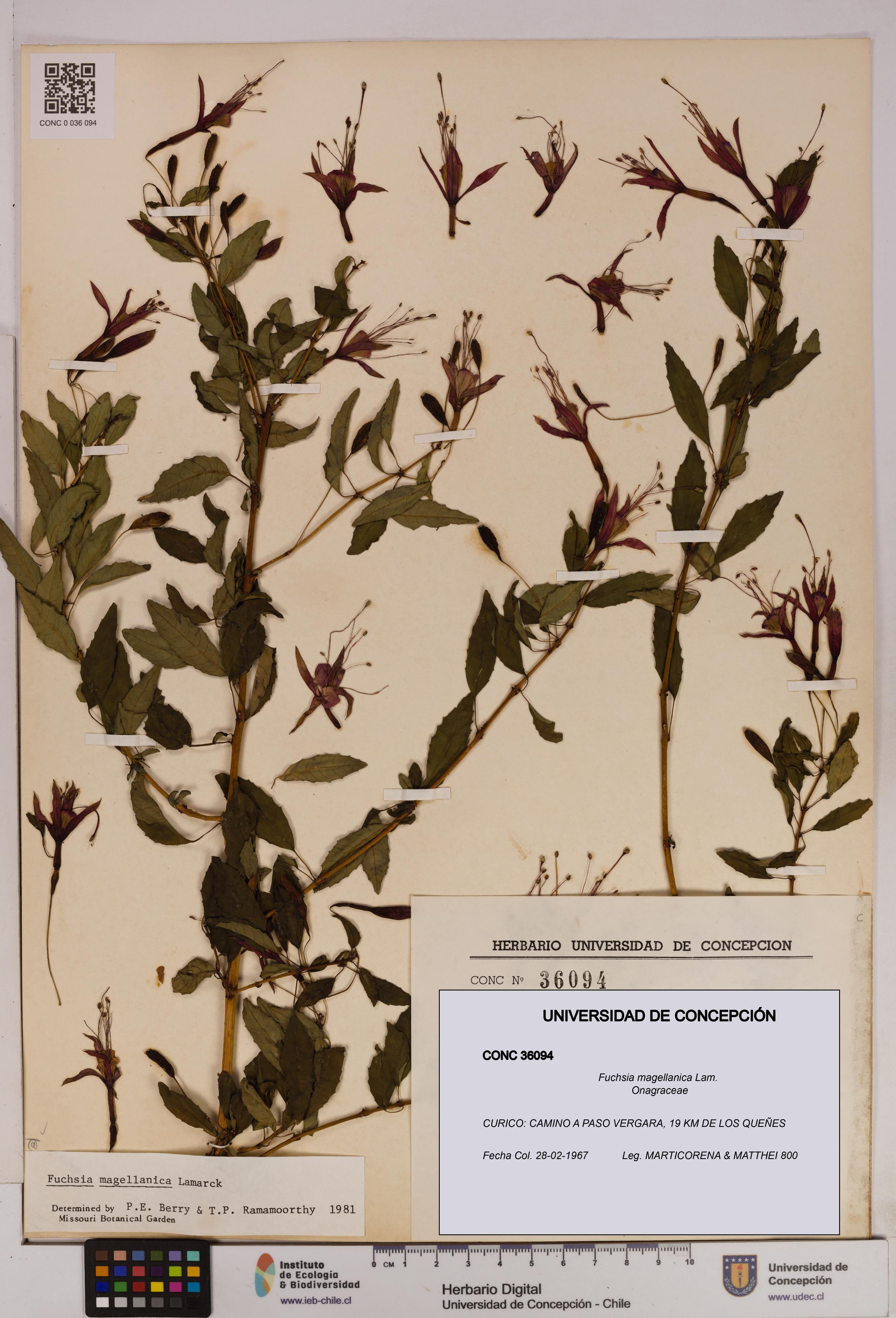 Fuchsia magellanica [Espécimen: UDEC:CONC:0036094]