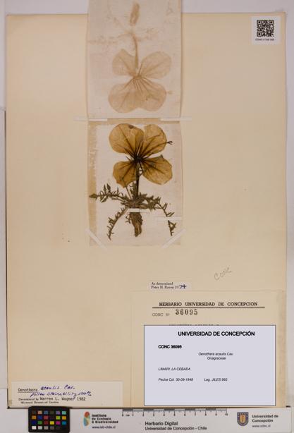 Oenothera acaulis [Espécimen: UDEC:CONC:0036095]