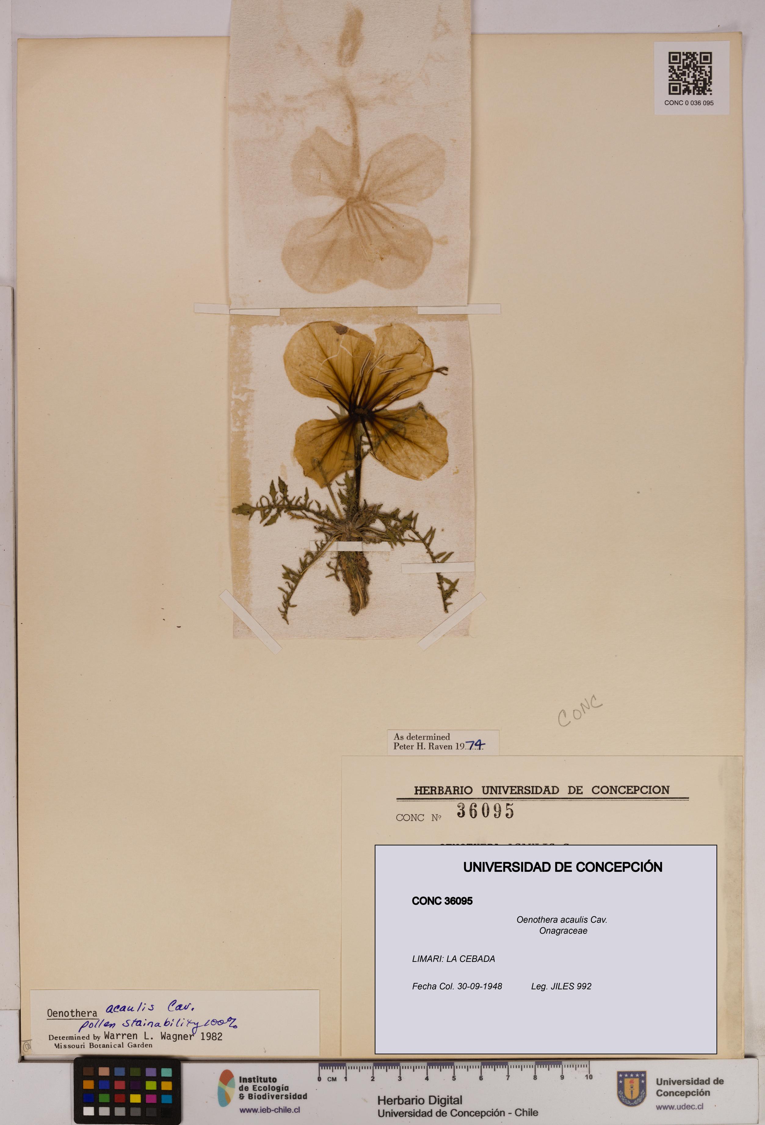 Oenothera acaulis [Espécimen: UDEC:CONC:0036095]
