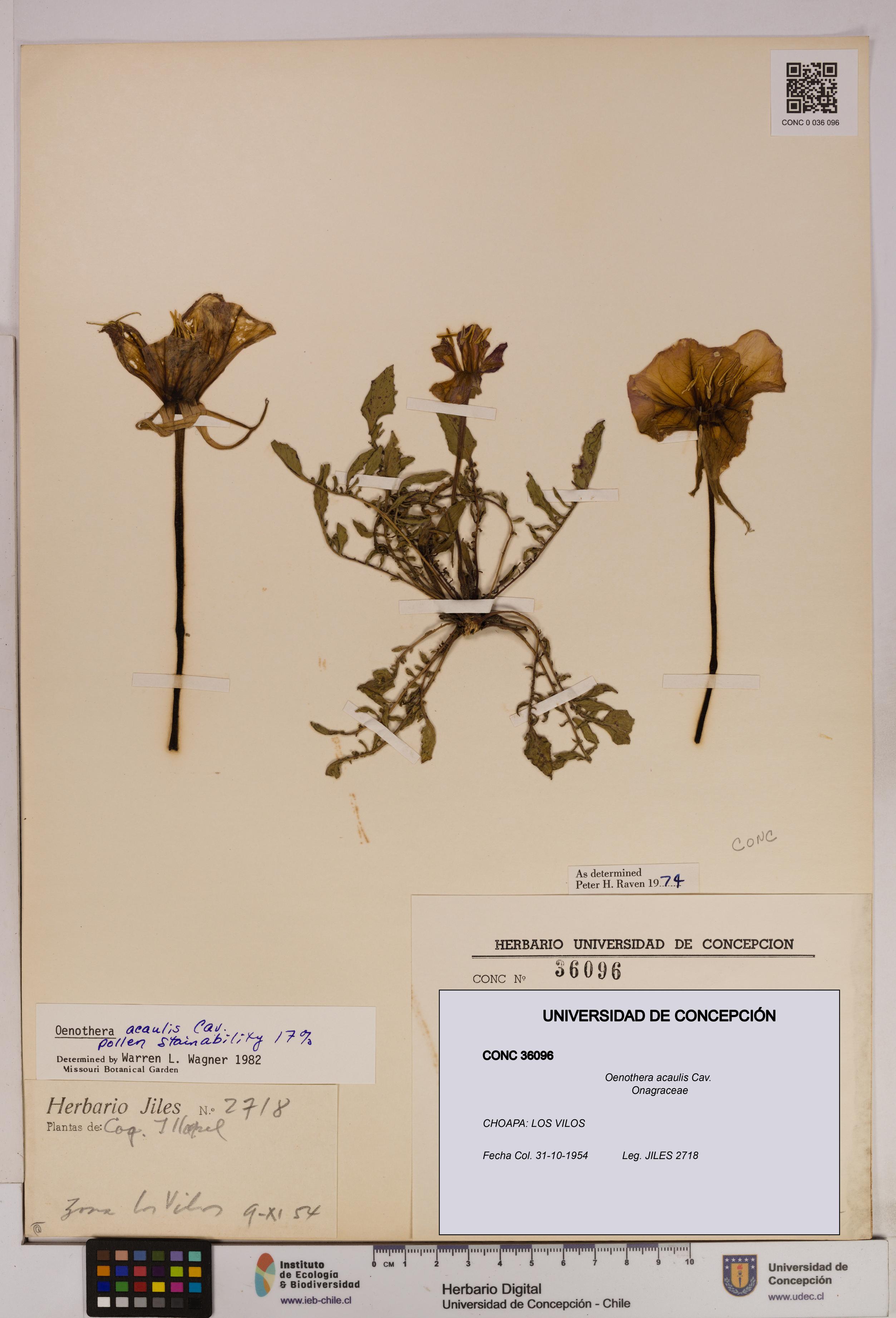 Oenothera acaulis [Espécimen: UDEC:CONC:0036096]