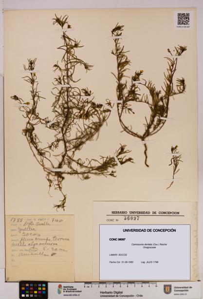 Camissonia dentata [Espécimen: UDEC:CONC:0036097]