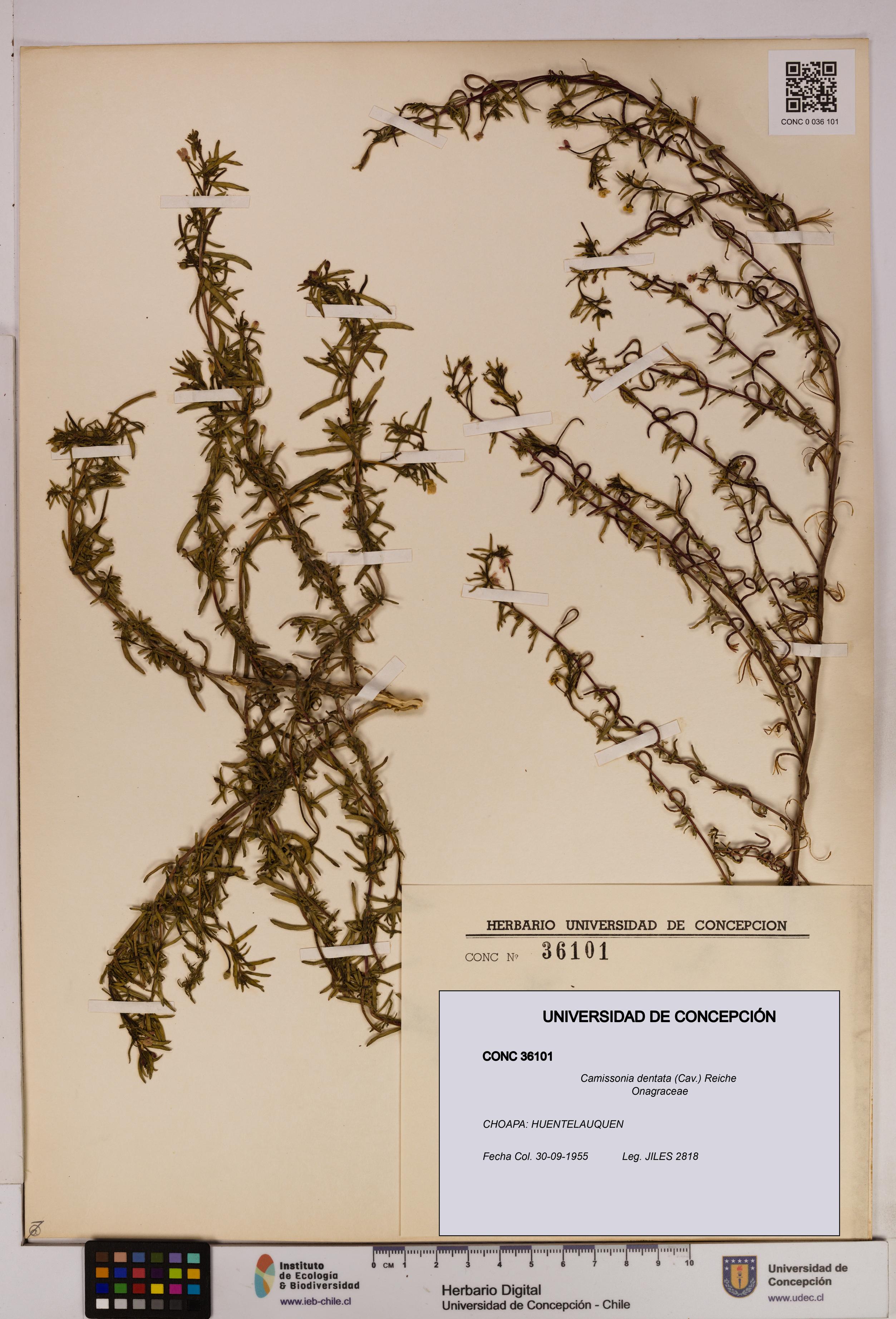 Camissonia dentata [Espécimen: UDEC:CONC:0036101]