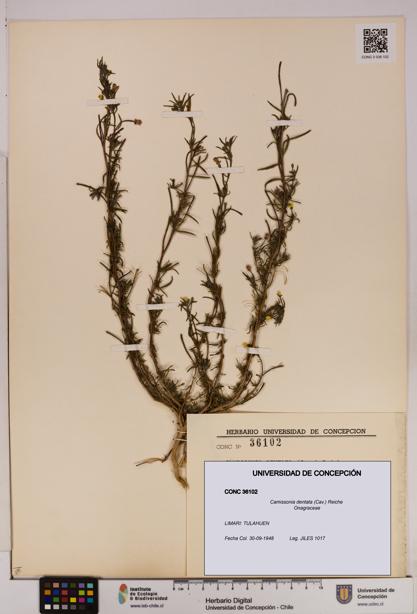 Camissonia dentata [Espécimen: UDEC:CONC:0036102]