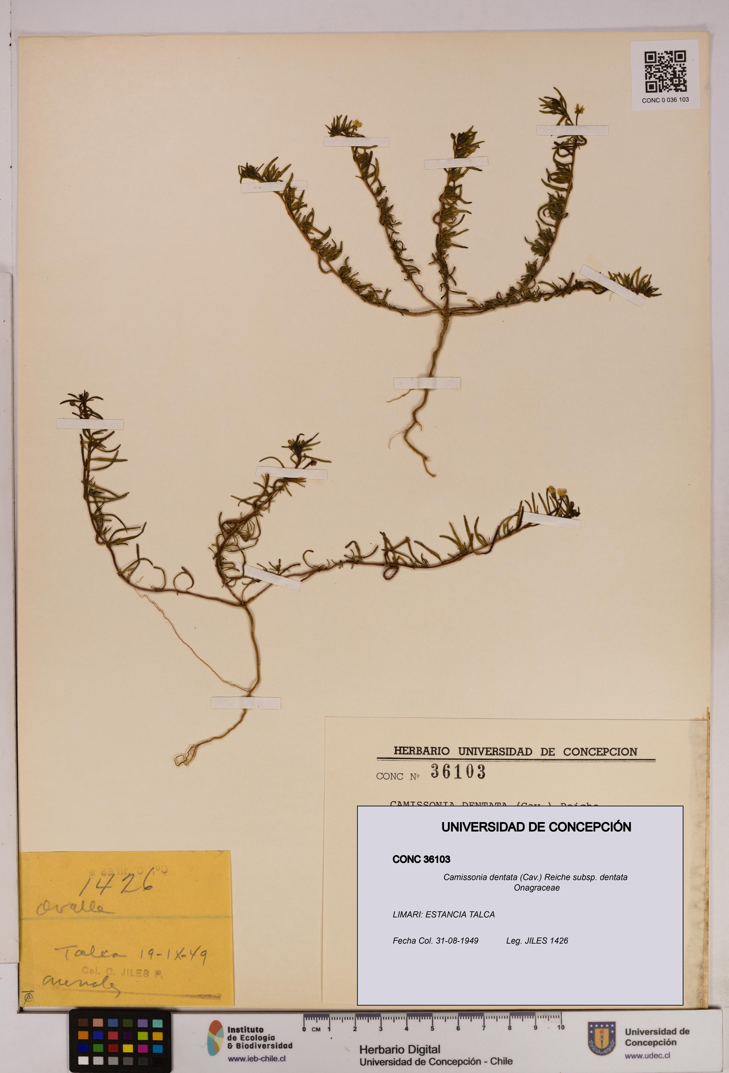 Camissonia dentata [Espécimen: UDEC:CONC:0036103]