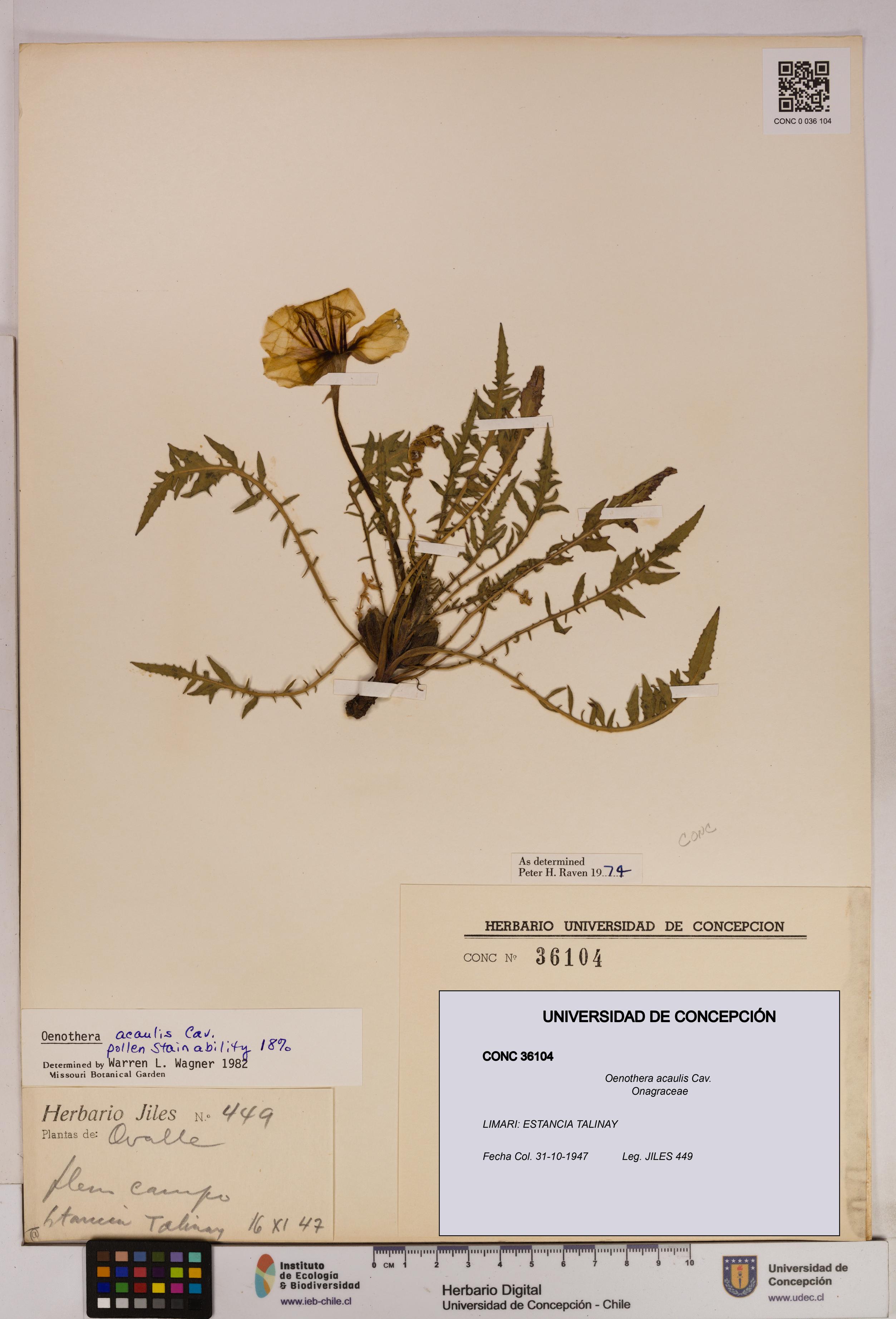 Oenothera acaulis [Espécimen: UDEC:CONC:0036104]