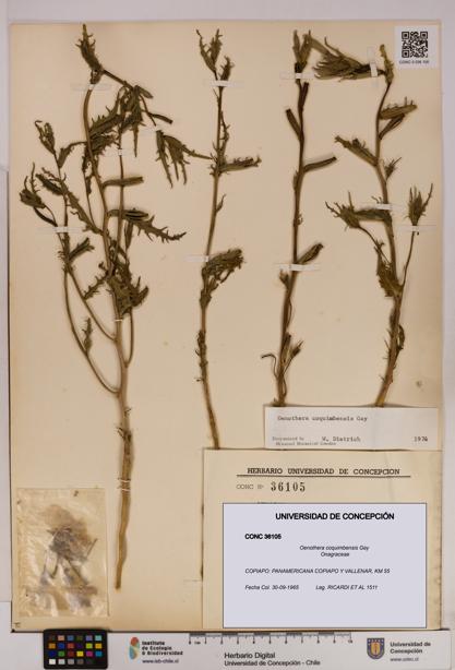 Oenothera coquimbensis [Espécimen: UDEC:CONC:0036105]
