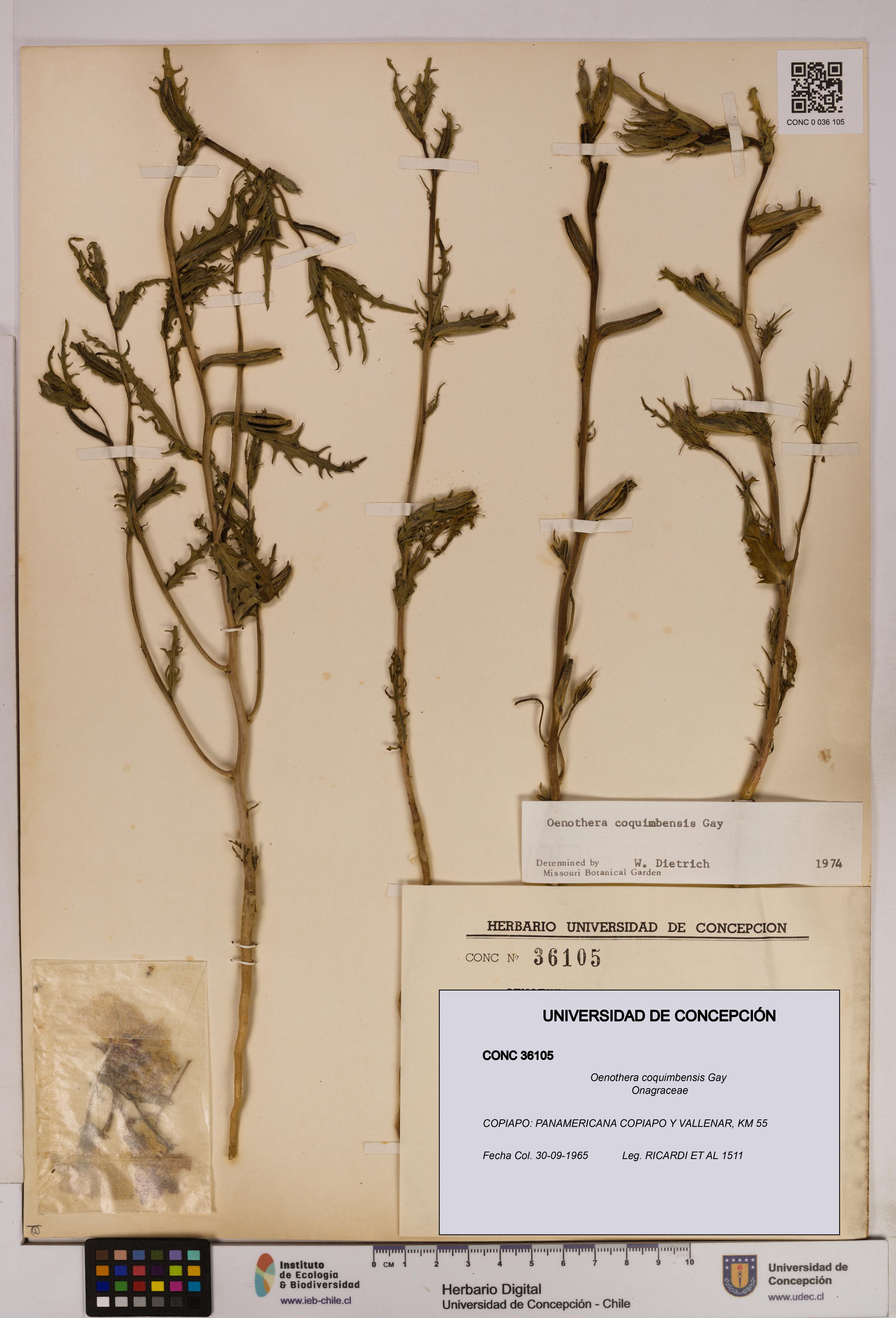 Oenothera coquimbensis [Espécimen: UDEC:CONC:0036105]