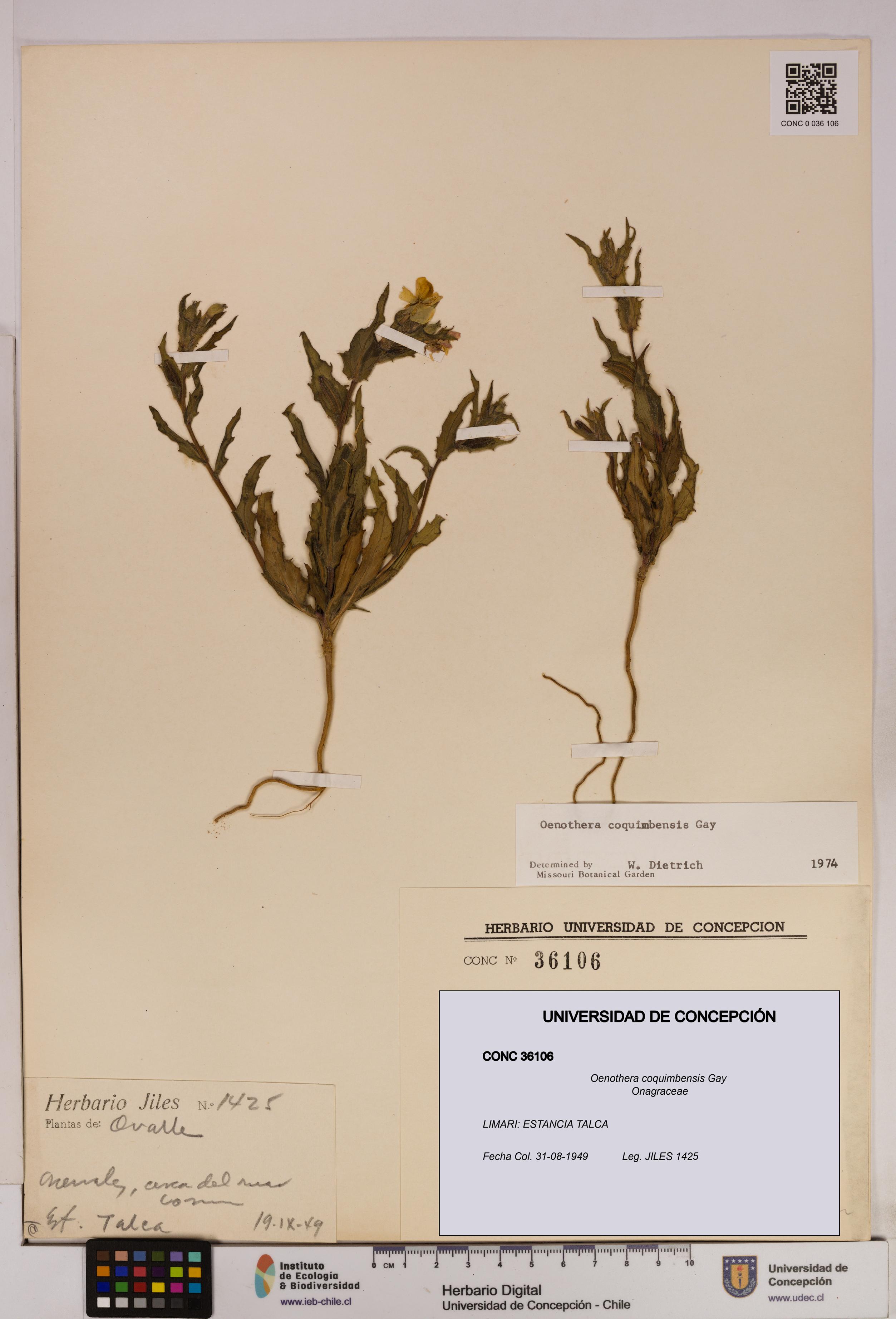 Oenothera coquimbensis [Espécimen: UDEC:CONC:0036106]