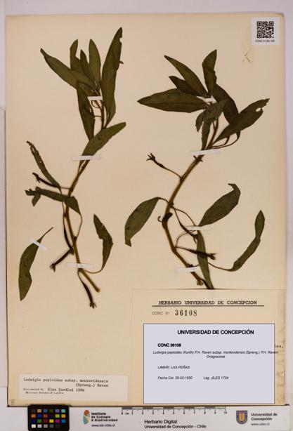 Ludwigia peploides [Espécimen: UDEC:CONC:0036108]