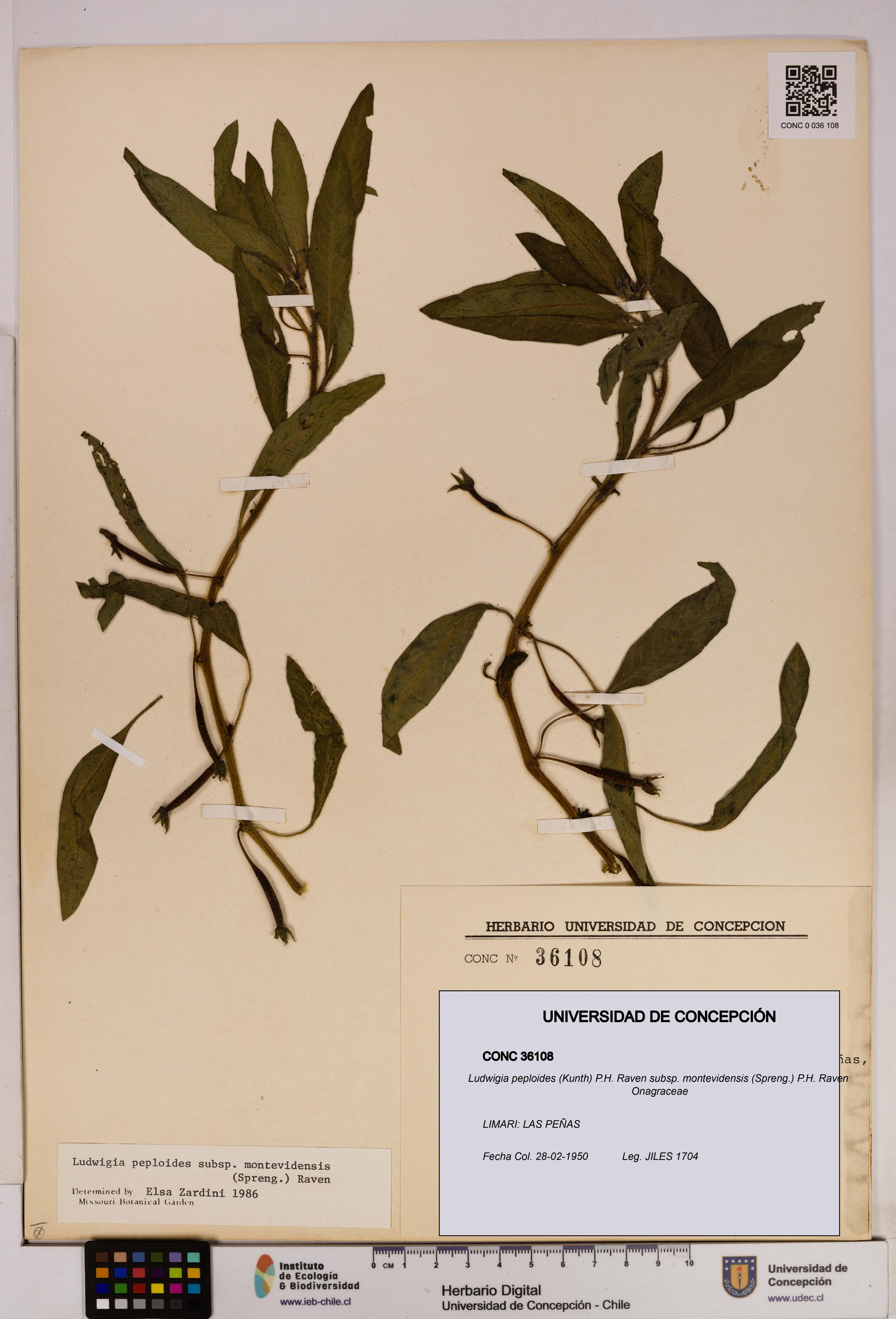 Ludwigia peploides [Espécimen: UDEC:CONC:0036108]
