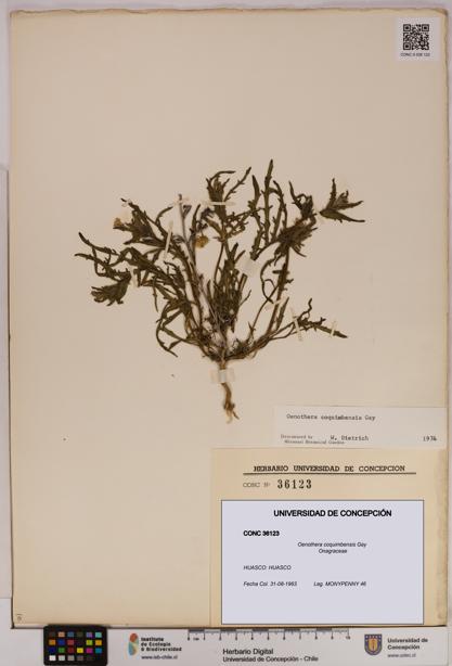 Oenothera coquimbensis [Espécimen: UDEC:CONC:0036123]