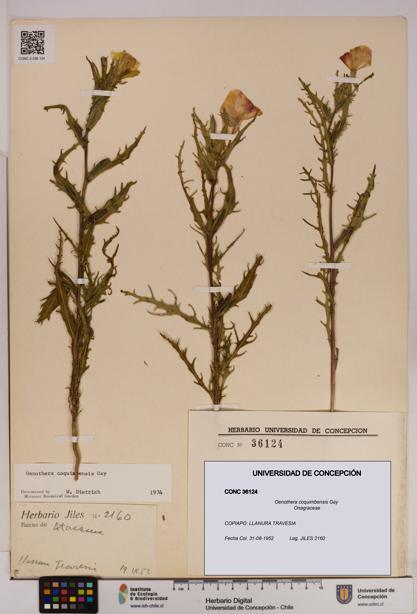 Oenothera coquimbensis [Espécimen: UDEC:CONC:0036124]