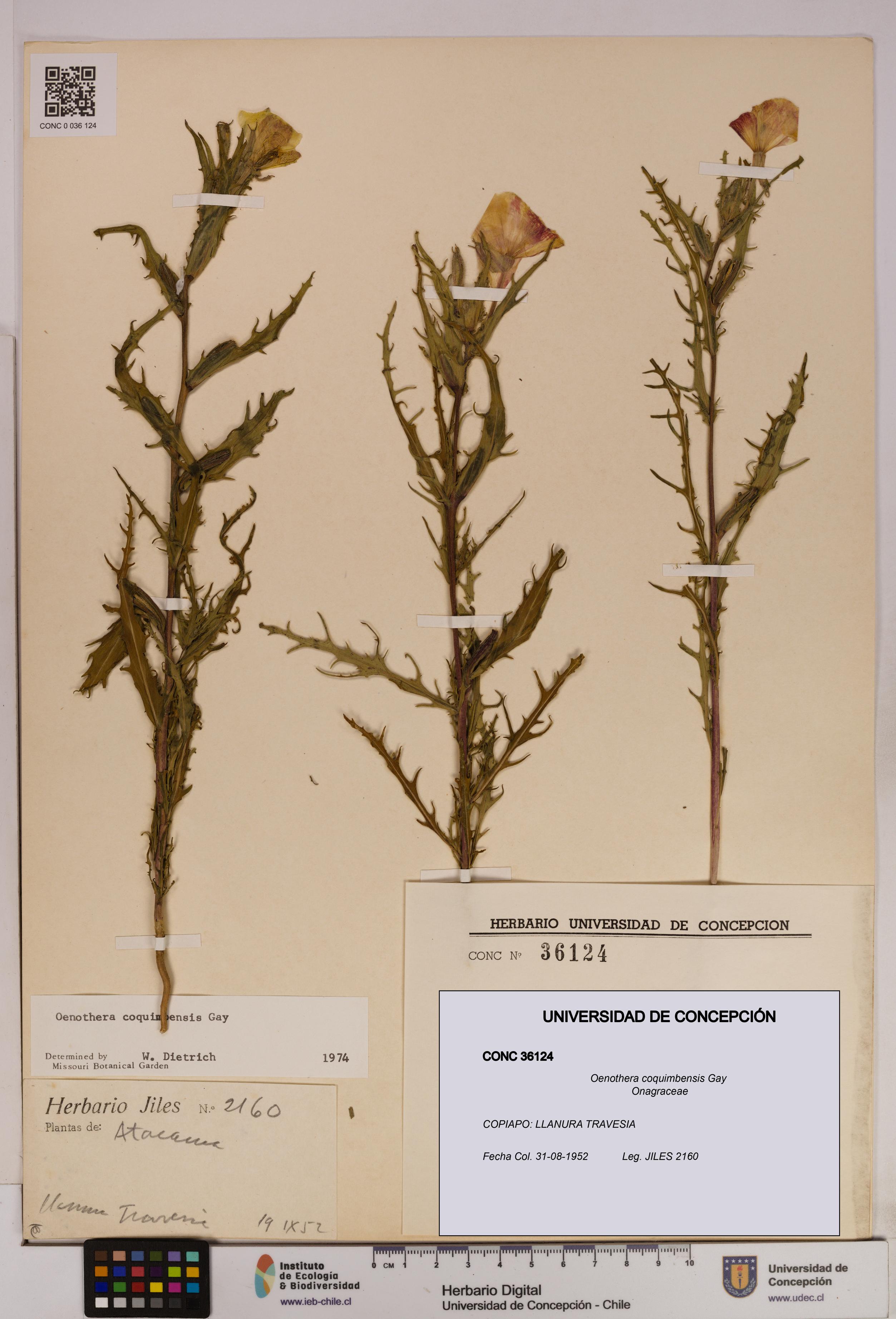 Oenothera coquimbensis [Espécimen: UDEC:CONC:0036124]