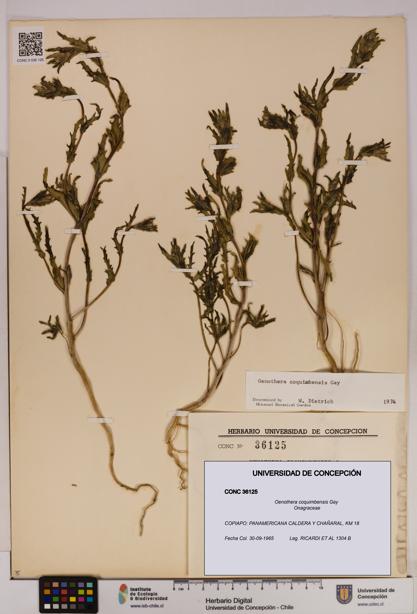 Oenothera coquimbensis [Espécimen: UDEC:CONC:0036125]