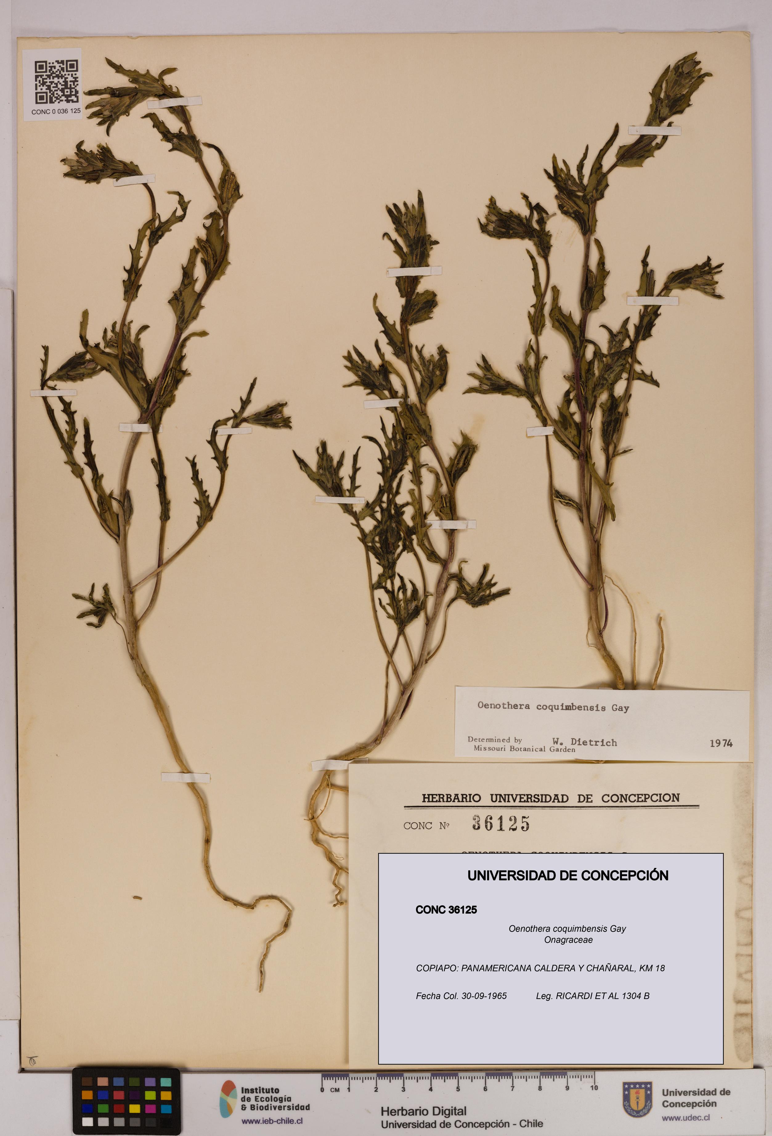 Oenothera coquimbensis [Espécimen: UDEC:CONC:0036125]