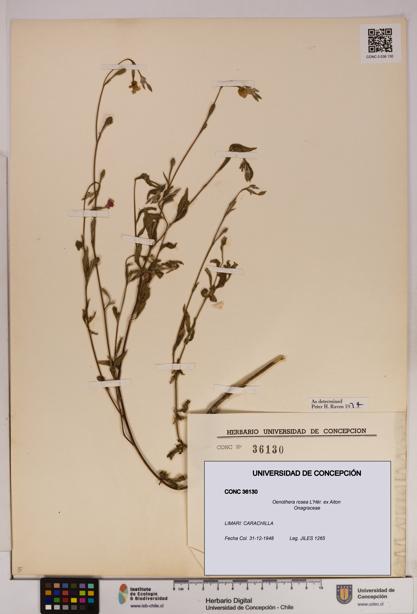 Oenothera rosea [Espécimen: UDEC:CONC:0036130]