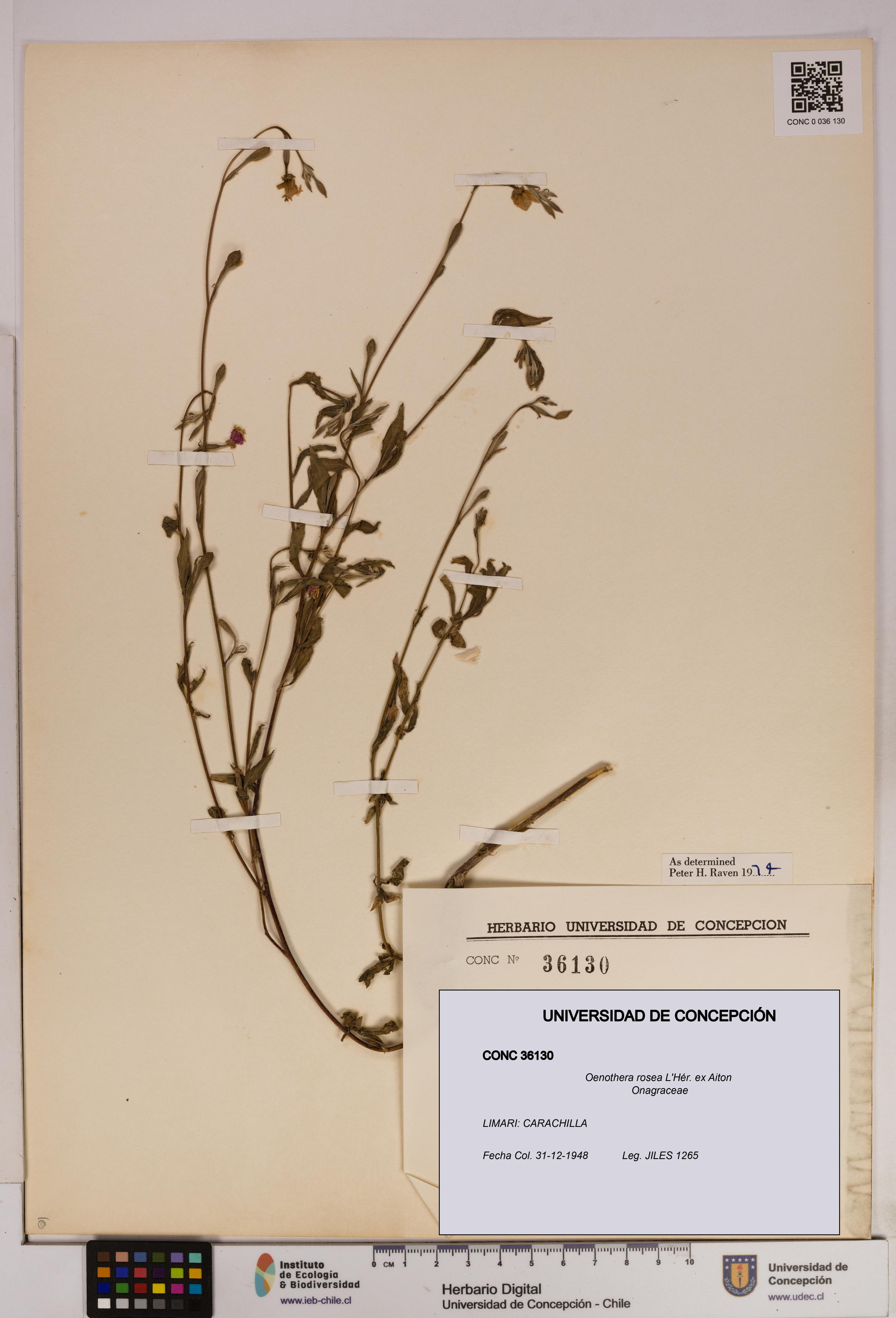 Oenothera rosea [Espécimen: UDEC:CONC:0036130]