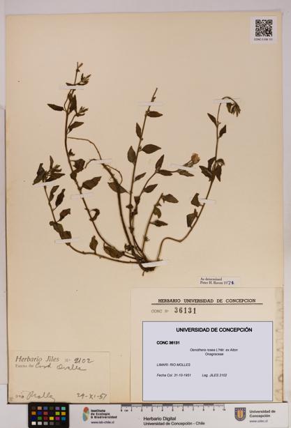 Oenothera rosea [Espécimen: UDEC:CONC:0036131]