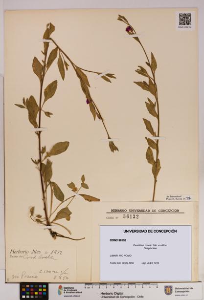 Oenothera rosea [Espécimen: UDEC:CONC:0036132]
