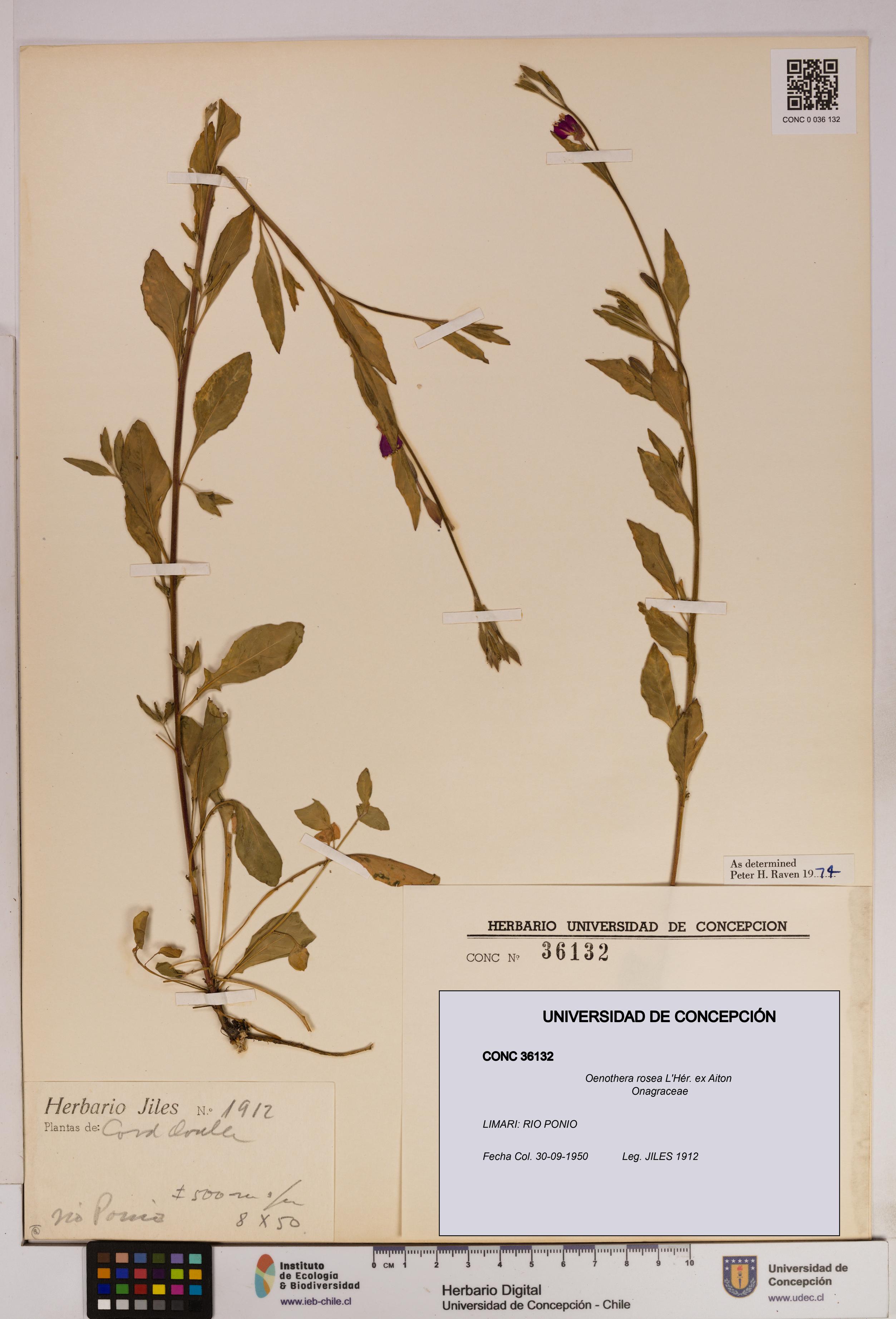 Oenothera rosea [Espécimen: UDEC:CONC:0036132]