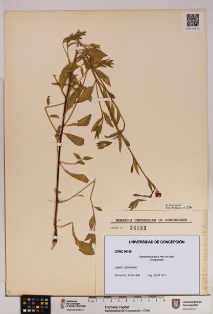 Oenothera rosea [Espécimen: UDEC:CONC:0036133]
