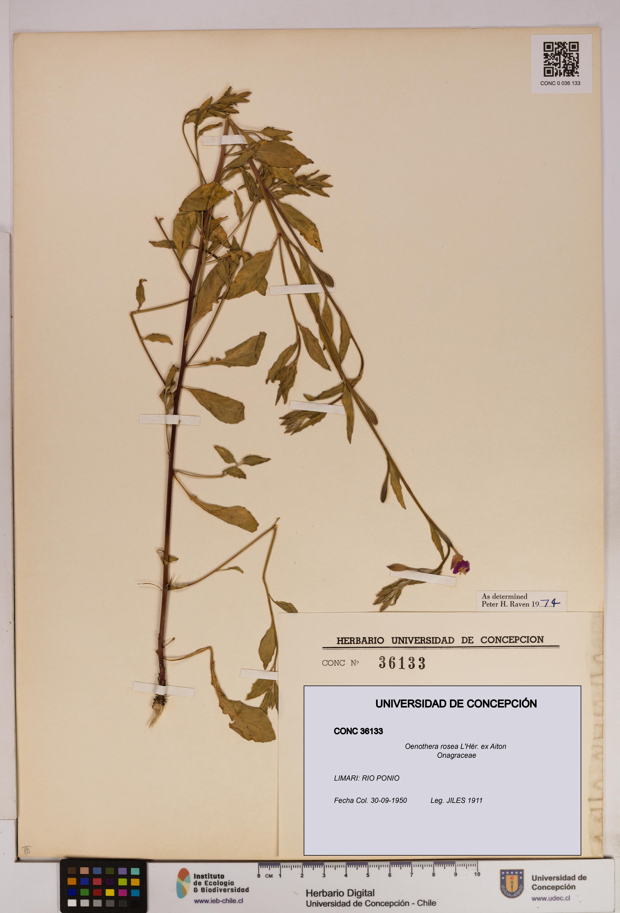 Oenothera rosea [Espécimen: UDEC:CONC:0036133]