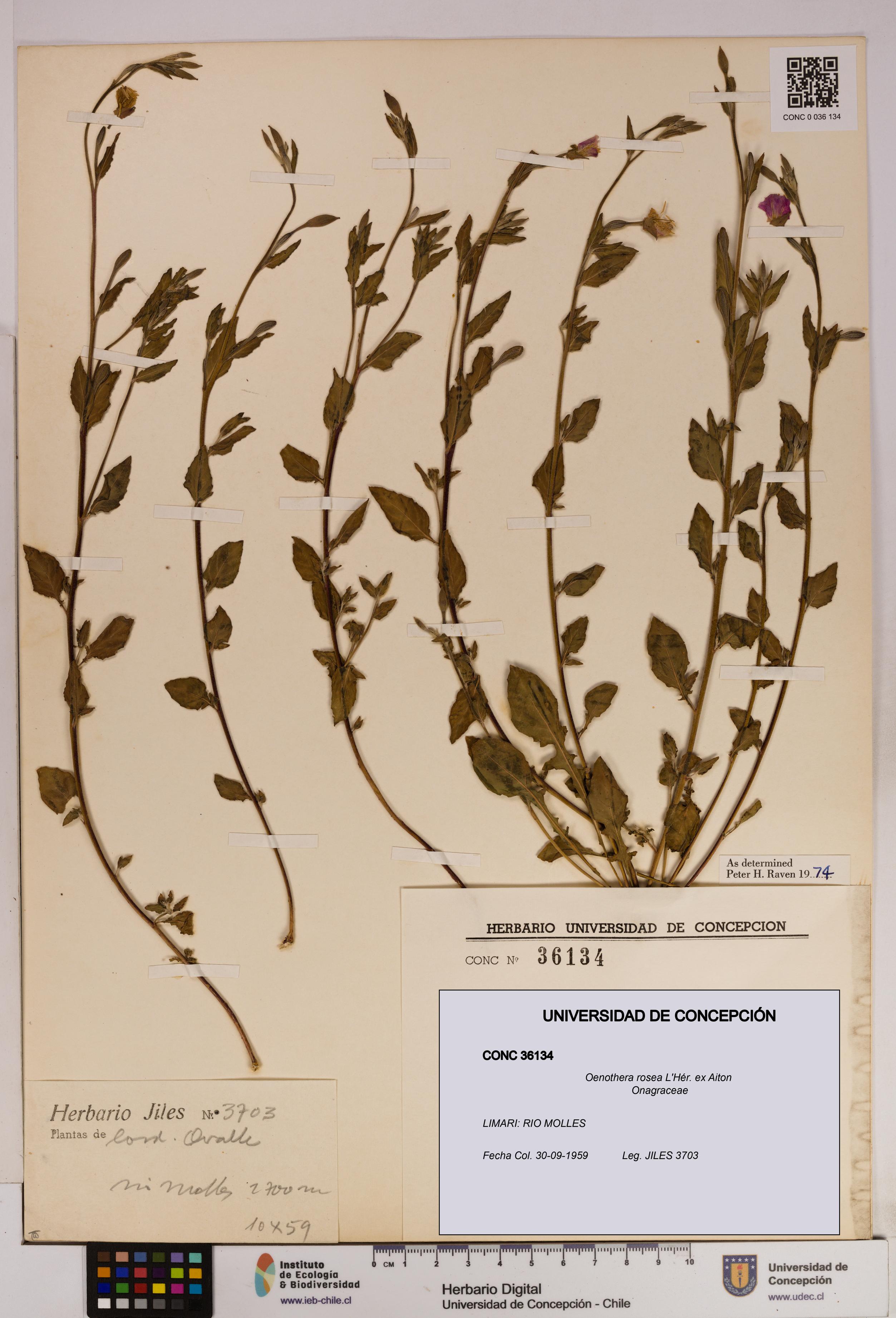 Oenothera rosea [Espécimen: UDEC:CONC:0036134]